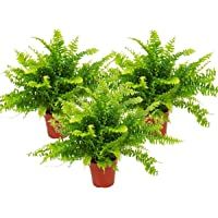 Los mejores  - Nephrolepis- set of 3 sword fern 12cm